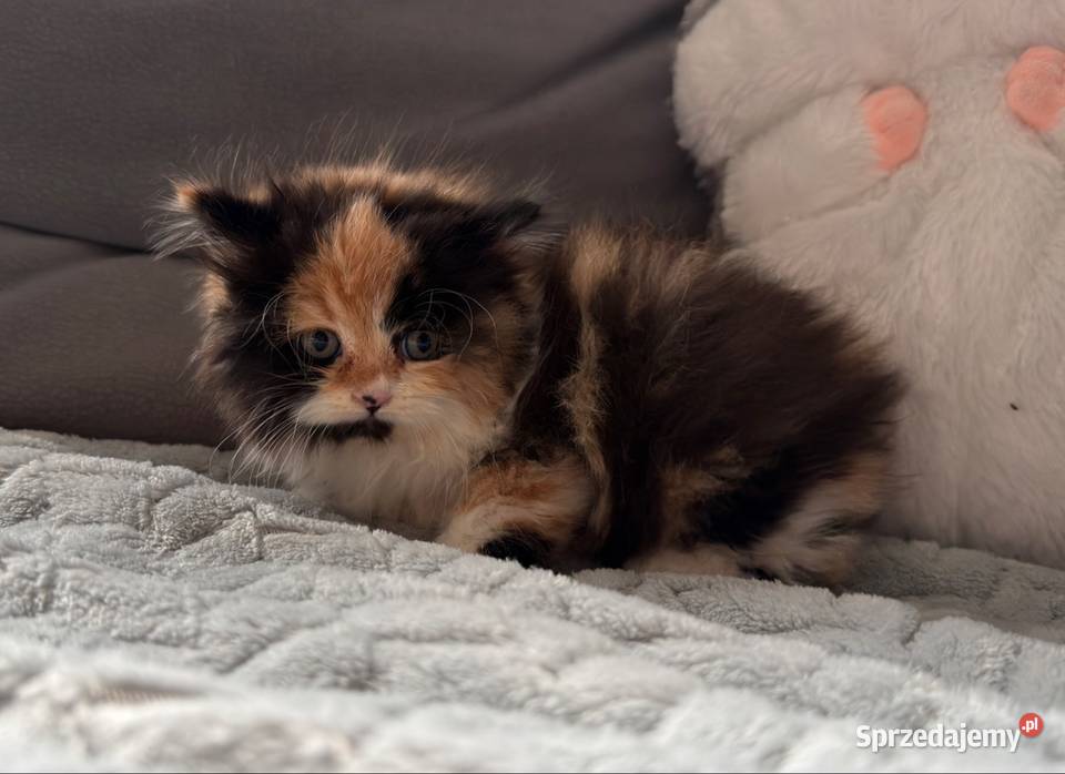 Brytyjski długowłosy krótkowłosy szylkret rudy dolnośląskie Wrocław