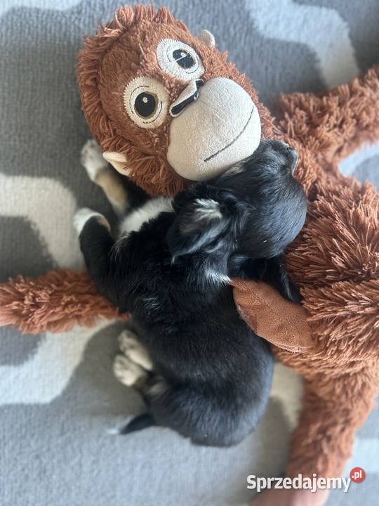 Uroczy Chihuahua chłopiec długowłosy szuka nowej Gdańsk