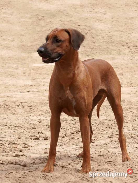 Rhodesian Ridgeback szczenię wystawowe suczka Dłutów