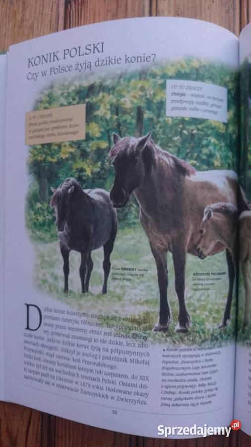 Książka Cuda przyrody polskiejrośliny zwierzęta przyroda, krajobrazy Wrocław