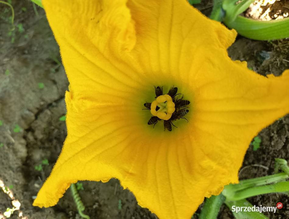 Nasiona Dynia Nelson Kołaczyce