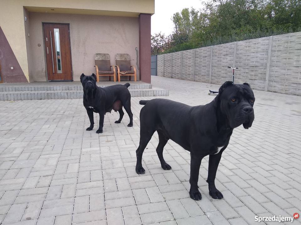 Piękne szczeniaki cane corso Cane Corso Kutno
