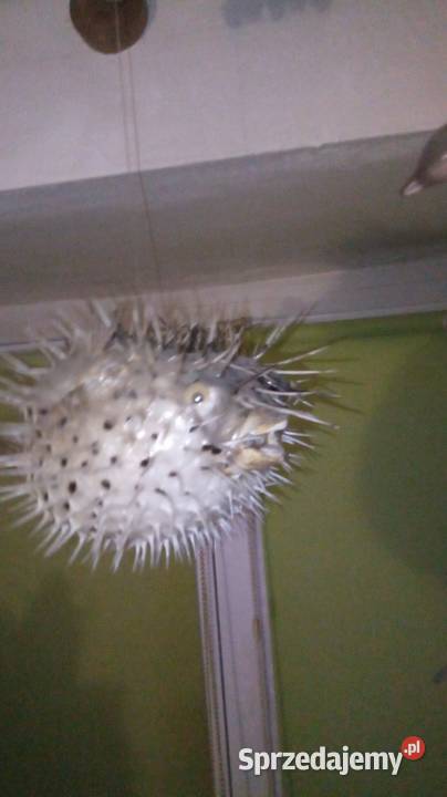 Ryba rozdymka spreparowana Warszawa