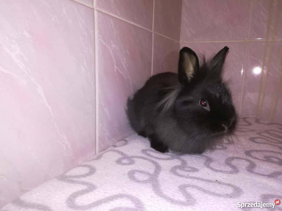 Króliki miniaturki Warszawa