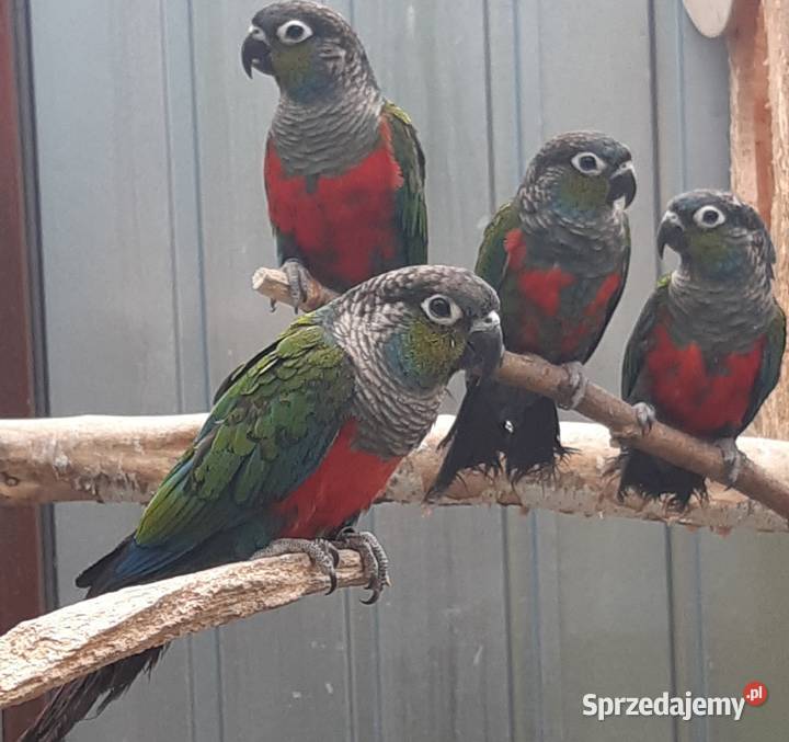 Likwidacja hodowli średniej papugi Łańcut sprzedam