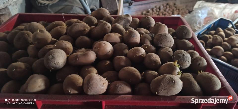 Sprzedam sadzeniaki łódzkie sprzedam