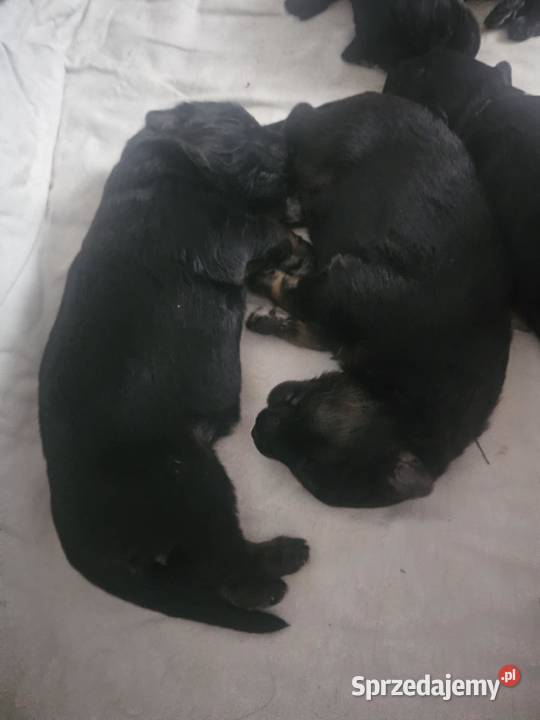 Szczeniaczki Rasy Owczarek Niemiecki długowłosy Owczarek Niemodlin