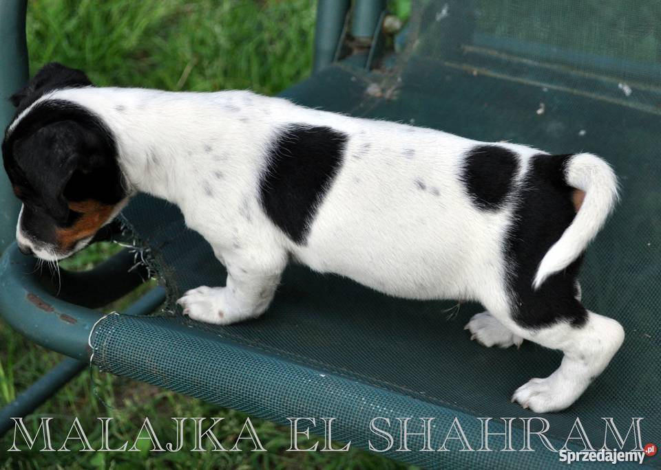 PIESEK Jack Russell Terrier GŁADKOWŁOSY na