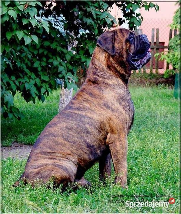 Bullmastiff zapowiedź miotu Lublin