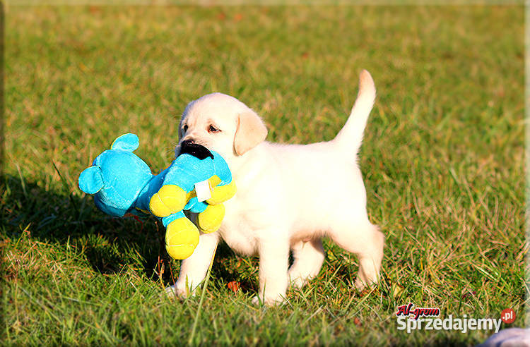 Żółtebiszkoptowe szczenięta rasy Labrador Labrador mazowieckie Chynów sprzedam