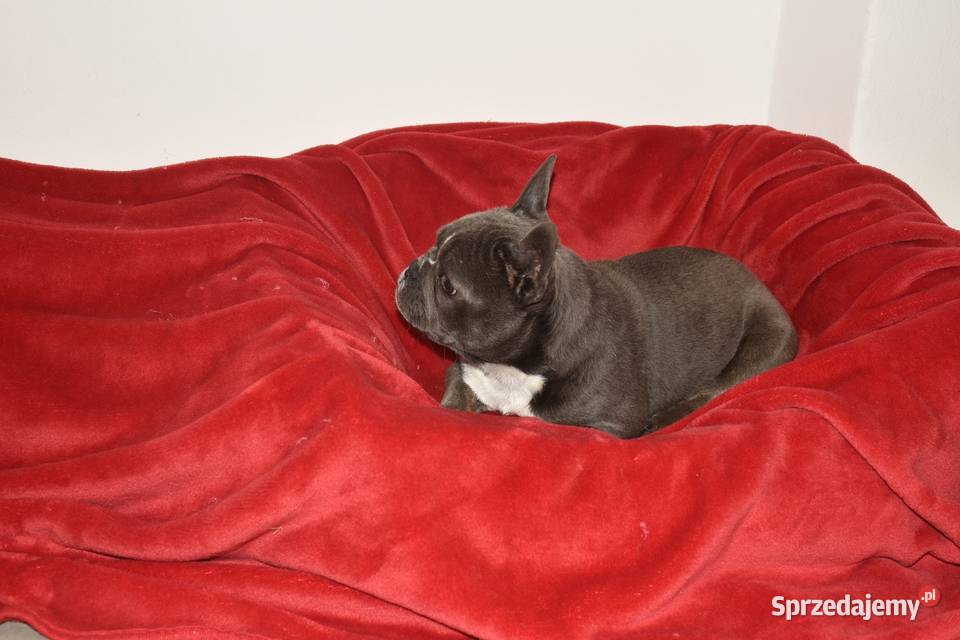 buldog francuski szczeniaki lilac i blue