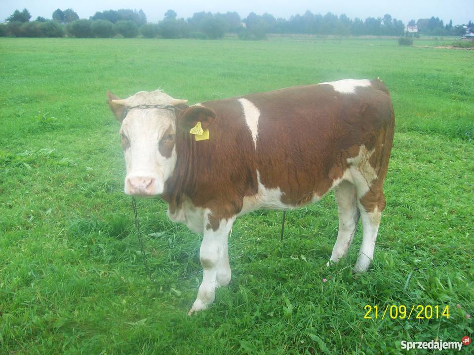 jałówka Pozostałe Bajdy