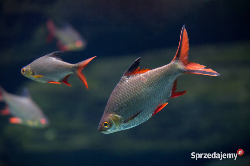 Brzanka Schwanenfelda wielka Barbonymus Gdańsk