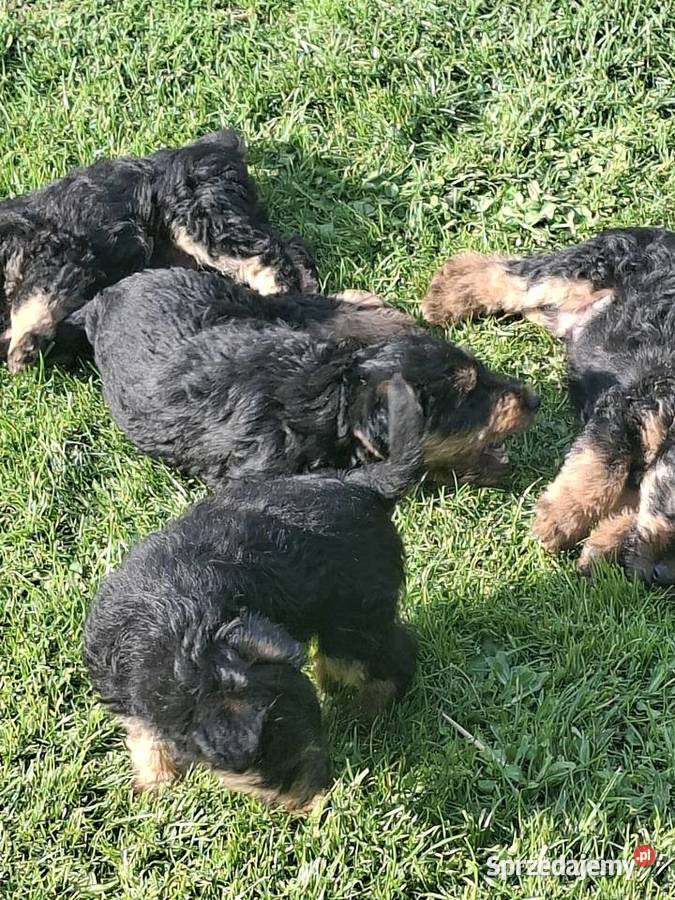 Smycz szczeniąt terier walijski Dla psów sprzedam