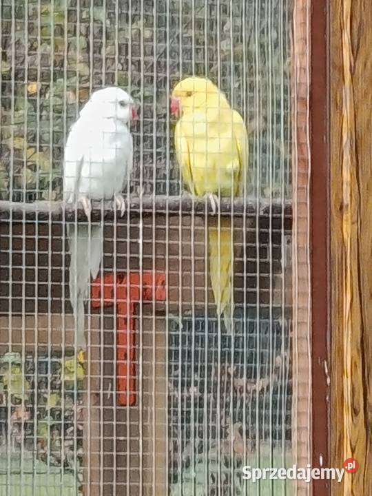 Sprzedam parę aleksandretów Pawonków usługi dla zwierząt