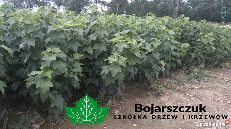 Sadzonki porzeczki czarnej TIHOPE licencja Stary Pożóg