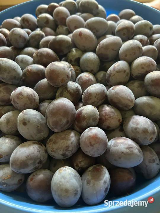 Śliwka węgierka Pozostałe Wola Żelichowska