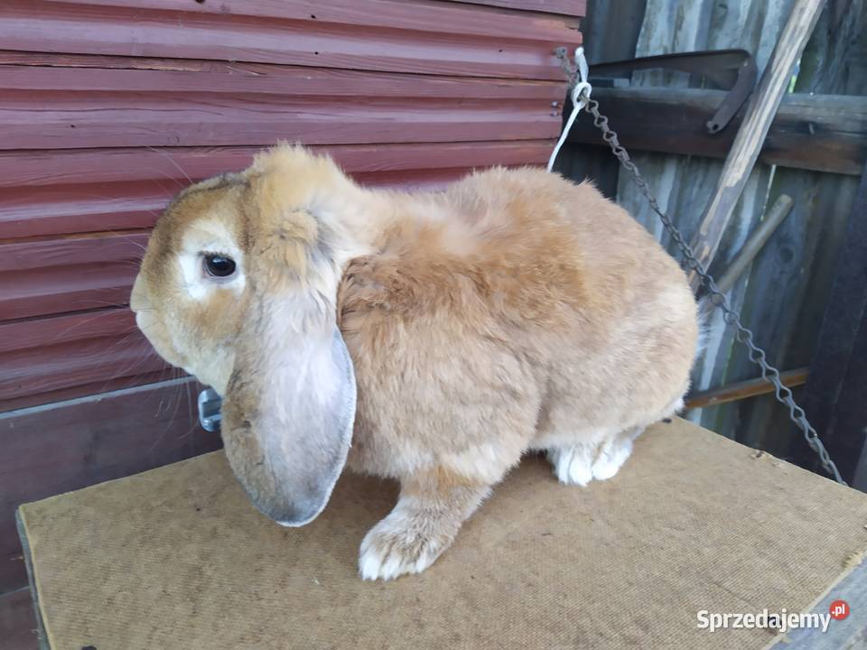 Królik Baran Francuski