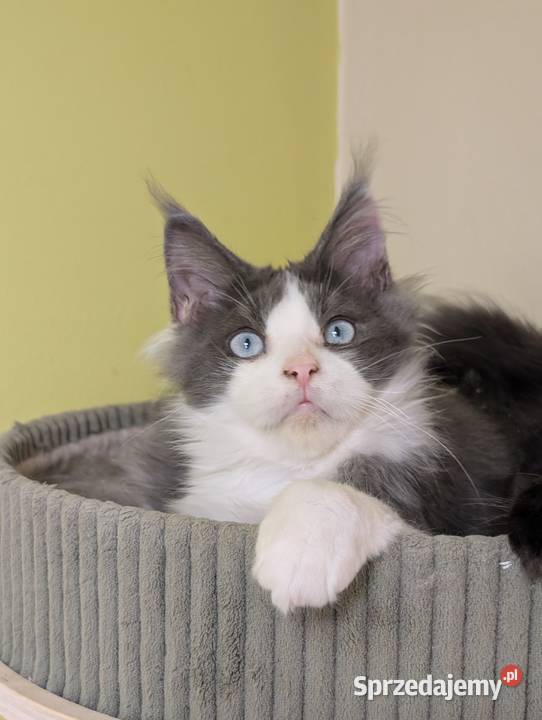 Da Vinci kocurek Maine Coon Tica Zapraszamy śląskie Pszczyna