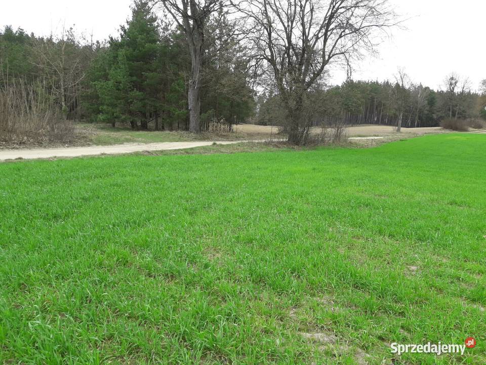 Dwie działki z warunkami zabudowy w Górze 1461m2 sprzedam