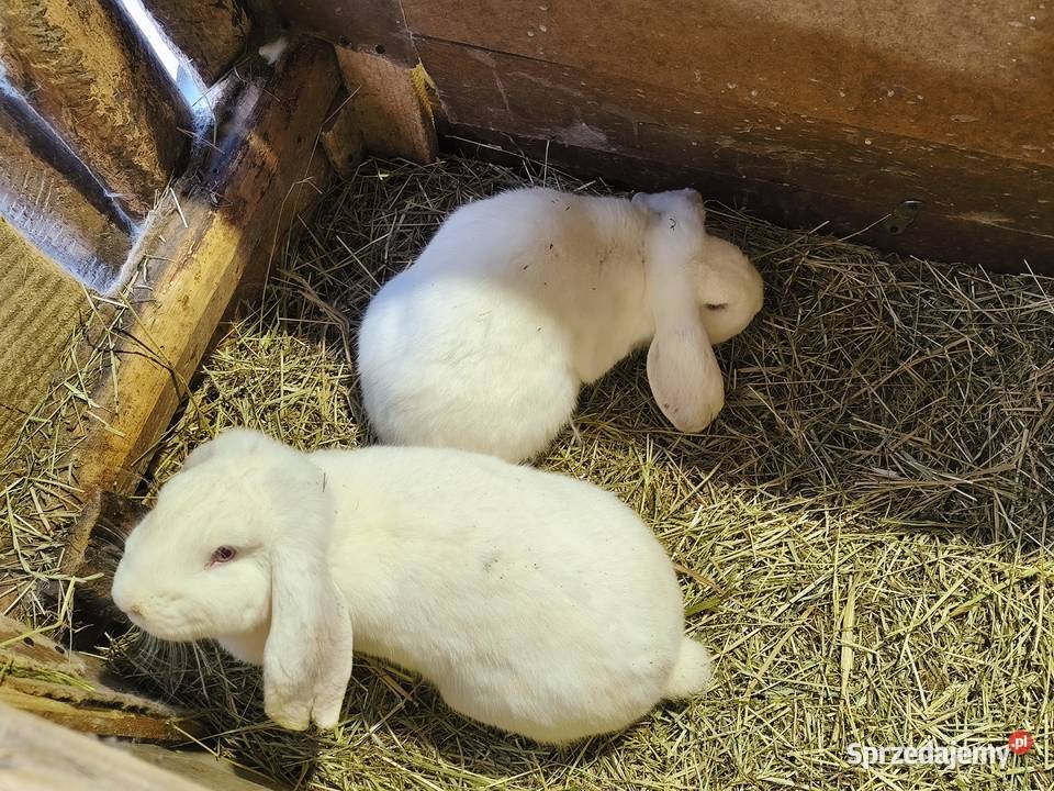 Króliki Różne Rasy Samiczki i samczyki Jasieniec