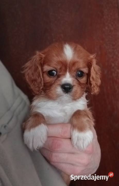 Cavalier King Charles Spaniel suczka Ruby 2026 Częstochowa