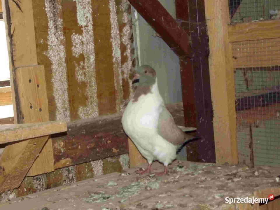 sprzedam gołębie Podborze