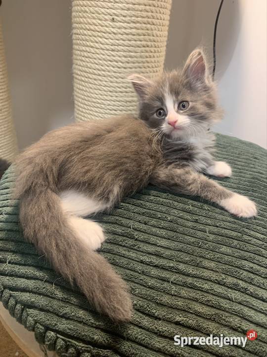 Maine Coon Srebny z białym klasycznie pręgowany mazowieckie Warszawa