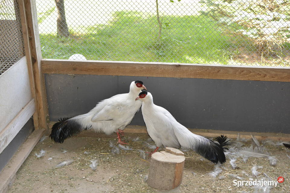 Bażanty uszaki białe podkarpackie sprzedam