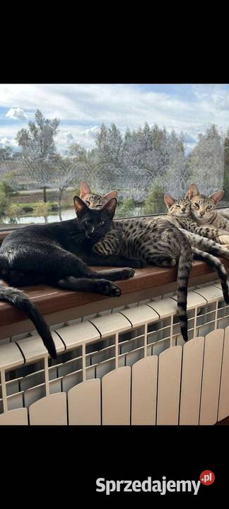 Savannah F5 Jarantowice