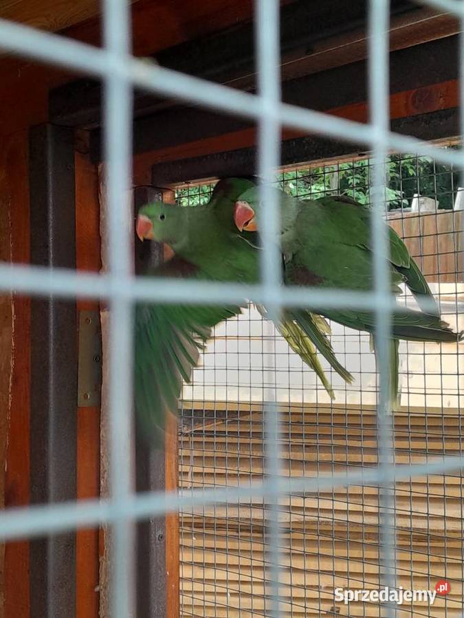 Aleksandretty wielkie śląskie