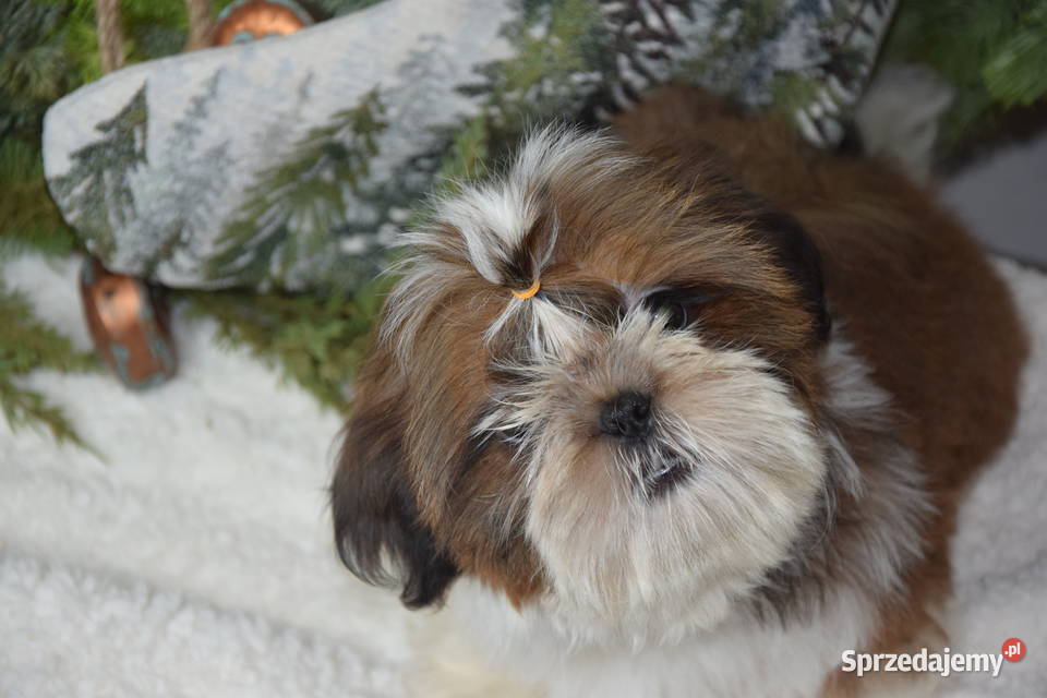 Pies Shih Tzu piękny szczeniak IMPERIAL Kluczbork