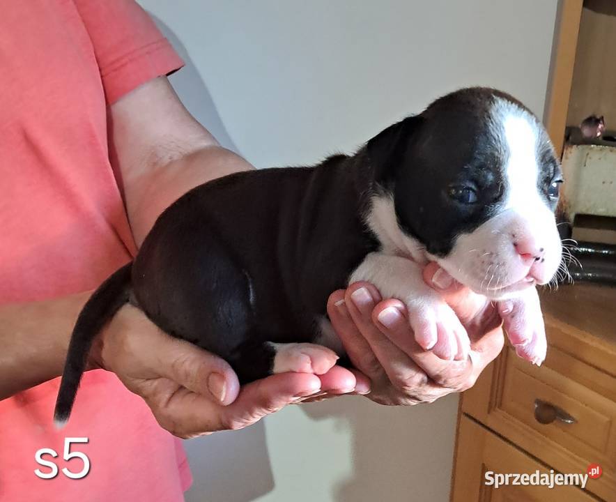 Amstaff zkwp fci suczka Koziegłowy