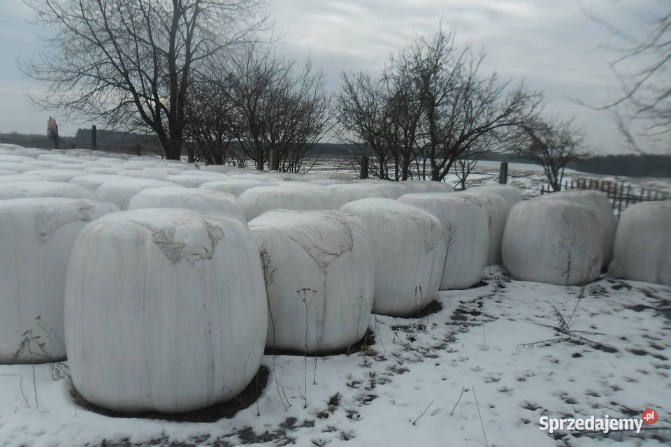 Kiszonka z lucerny baloty Pierzchnica