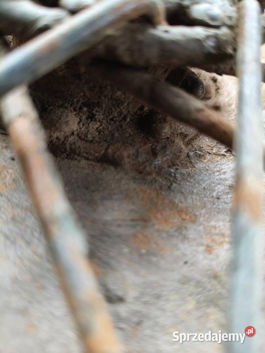 Koło polbeben R19 M72 Leszno