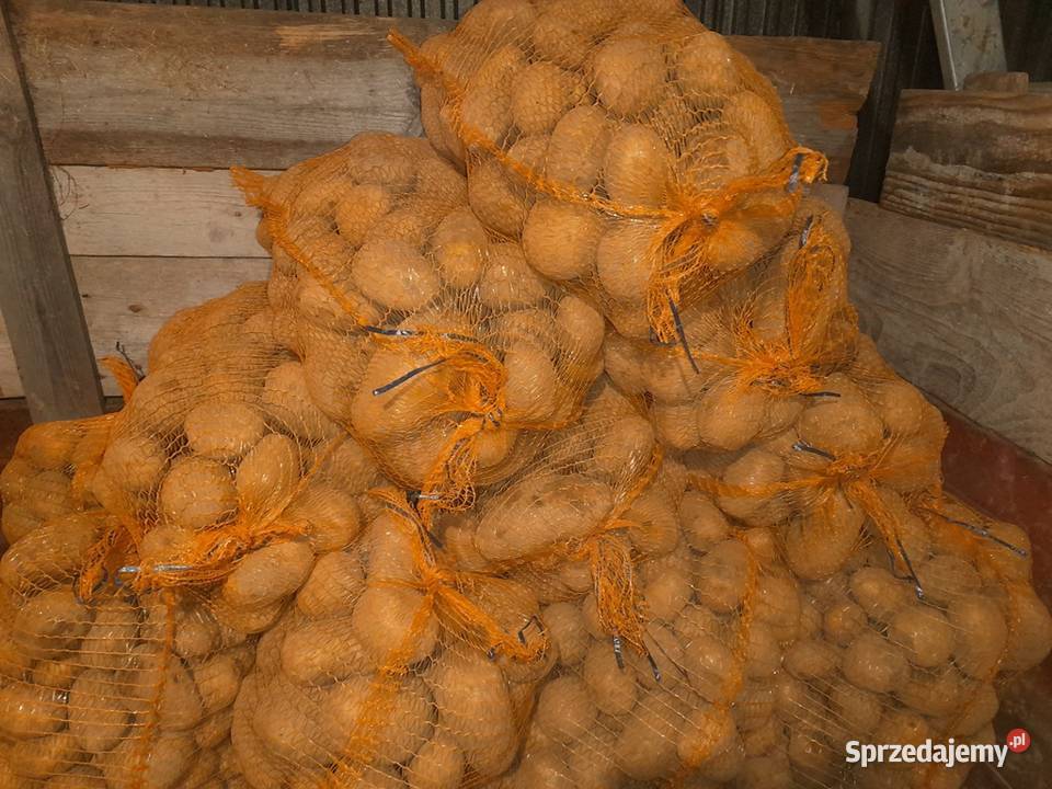 Ziemniaki jadalne wega