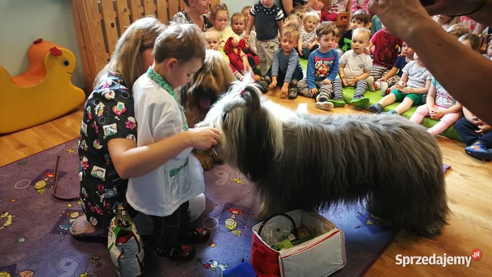 Briard rezerwacja szczeniąt ZKwP FCI 2020 opolskie Opole