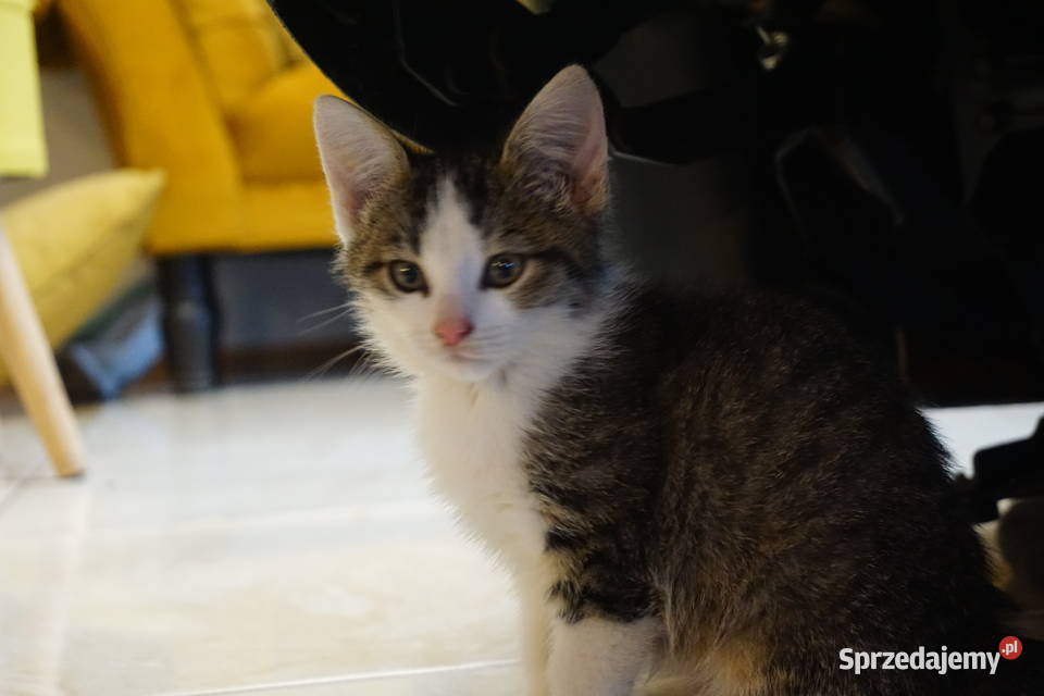Mały domowy kotek Wilkowice