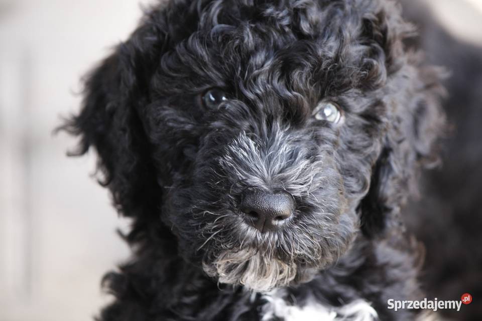 Szczeniak rasy Barbet Francuski Pies Dowodny nie