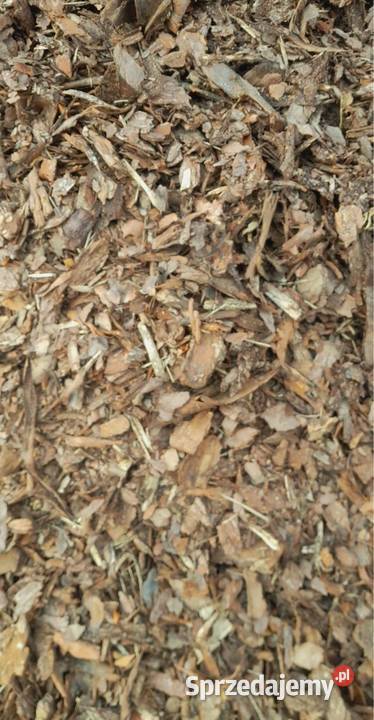 Kora Sosnowa Świeża