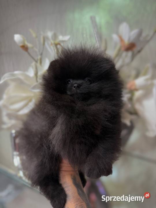 Szpic miniaturowy Pomeranian suczka Szpic miniaturowy Gorzów Wielkopolski