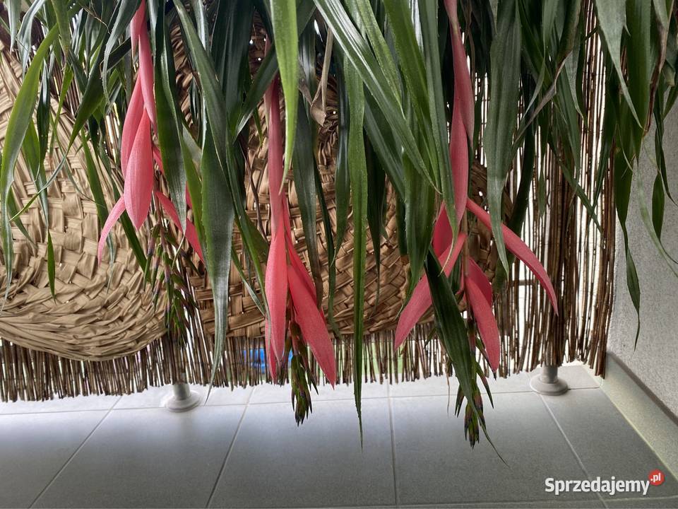 Bilbergia zwisła zwodnica dwie rozłożyste Rośliny Zabierzów