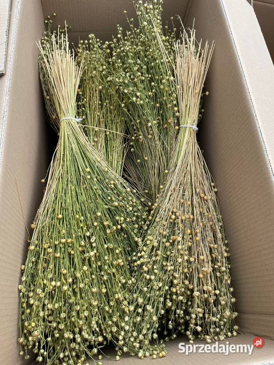 zasuszona PSZENICA pęczki pszenicy pęczki zbóż Lublin