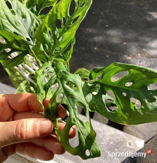 Bujna i zadbana Monstera adansonii Krk Kraków