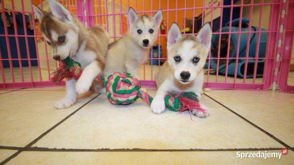 Zarejestrowane szczenięta rasy Siberian Husky