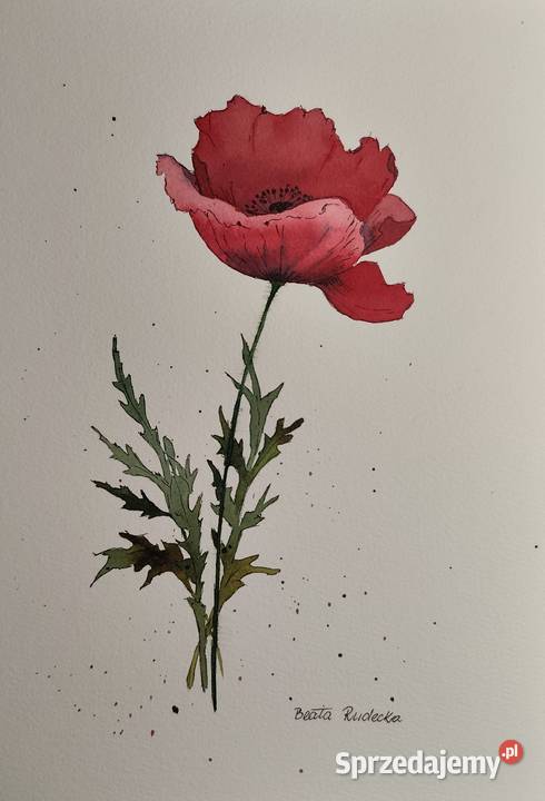 Akwarela Akwarelka Obraz pt Czerwony Mak śląskie Katowice