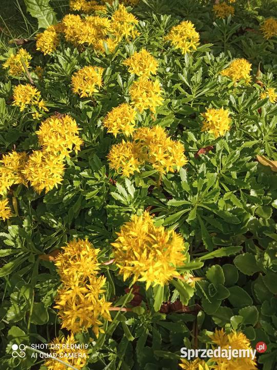 Rozchodnik kamczacki odm amurska żółty małopolskie Nowy Sącz