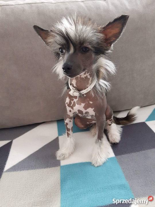 Chiński Grzywacz Bezwłosy suczka szczeniak Stargard Szczeciński