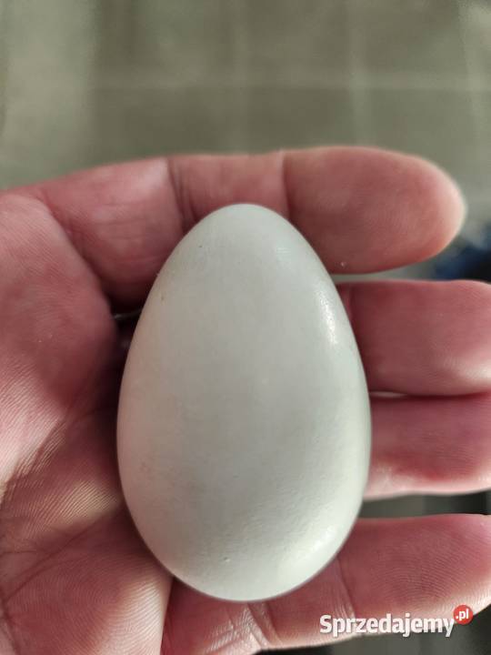 Kakadu inka Wodzisław Śląski