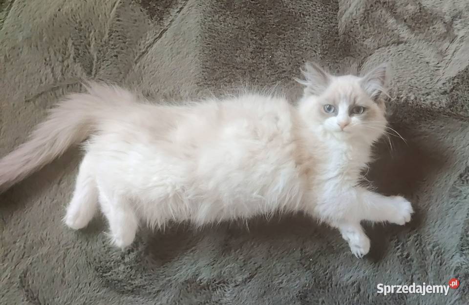 Kotka Ragdoll cherubim Ragdoll Boguchwała